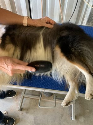 grooming sheltie